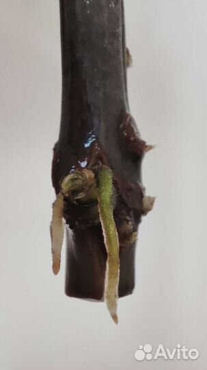 Замиокулькас