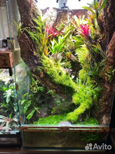 Оформление террариума на заказ живыми растениями