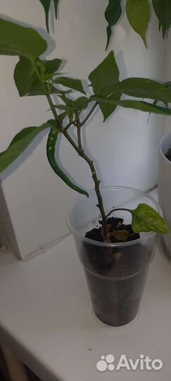 Комнатный декоративный перец