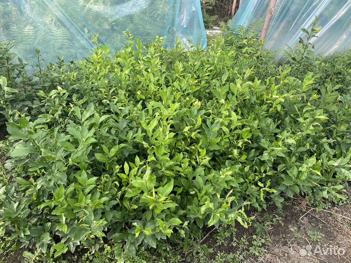 Саженцы лимона мейра