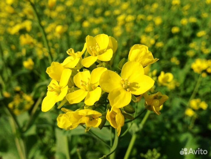 Семена Горчицы Белой оптом