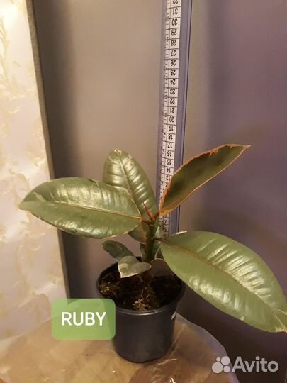 Фикусы разные, Хлорофитум оранж, Юкка, Драцена