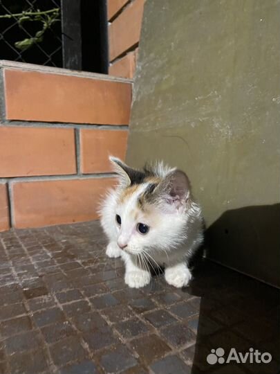 Кошечка, длиноухая