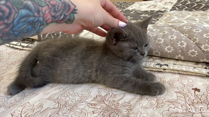 Шотландские котята