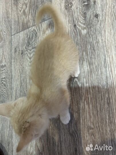 Котенок