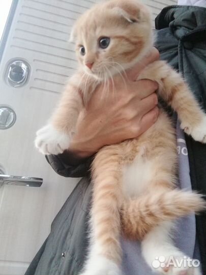 Отдам в добрые руки