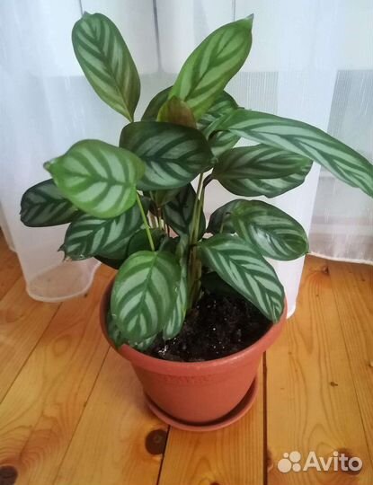 Ктенанта(калатея) деленки