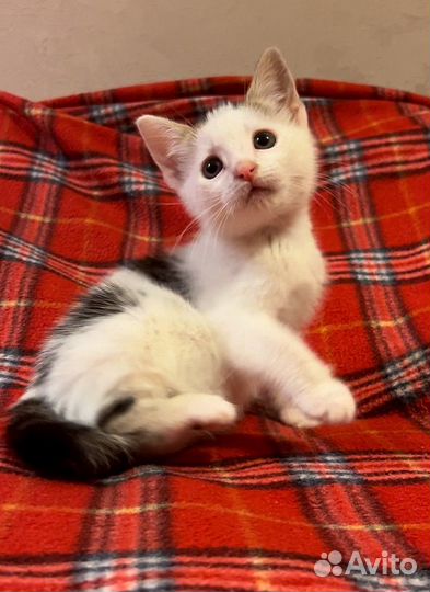 Котенок