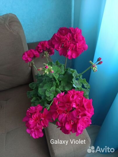 Герань пеларгония