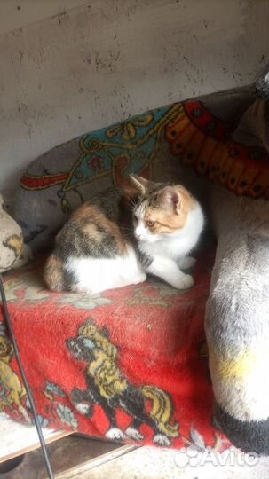 Приют для животных