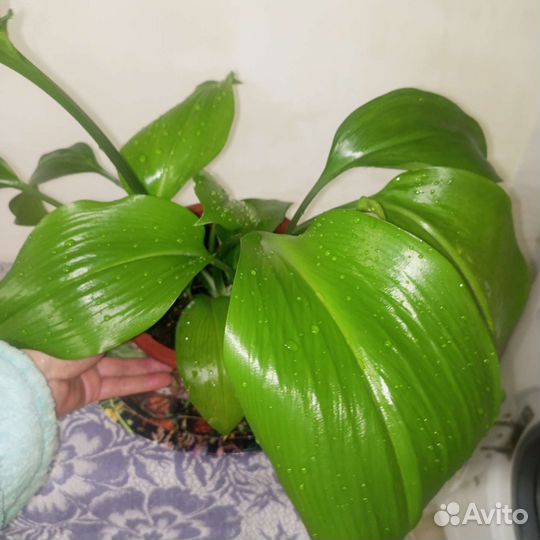Эухарис амазонская лилия
