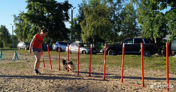 Дрессировка собак кинолог