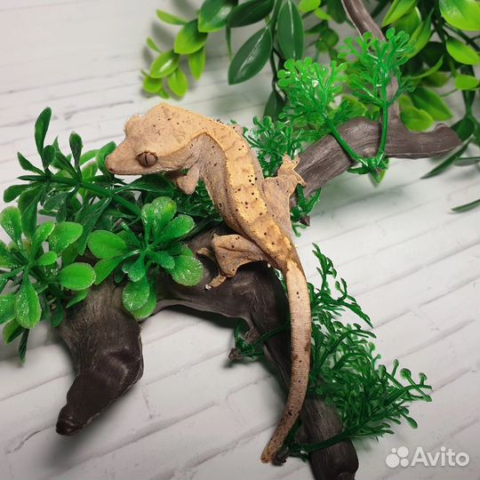 Реснитчатый бананоед