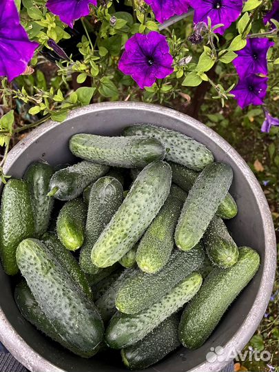 Огурцы свежие домашние