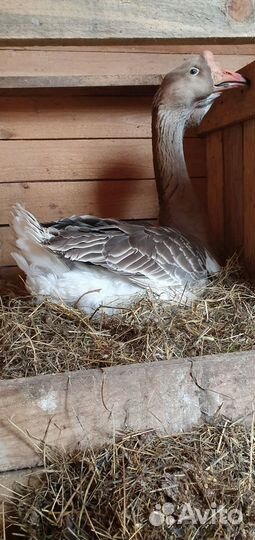 Петушки мараны, мини-мясные, кучинские. Гуси