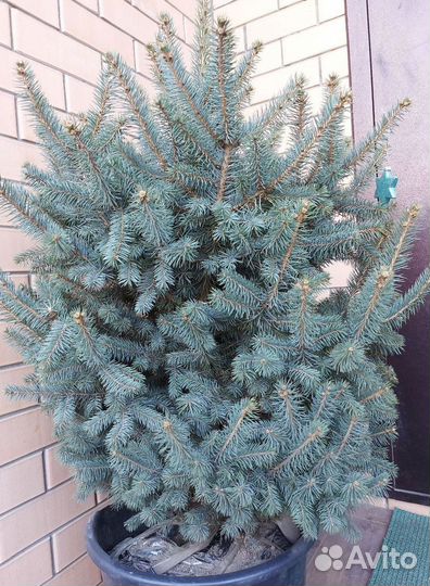 Ель 2.5м