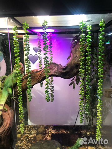 Растение для террариума. Декор