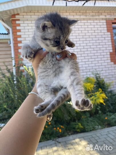 Котята в добрые руки бесплатно