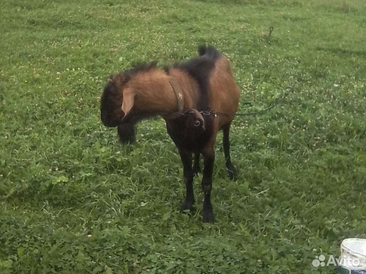 Чешский козел