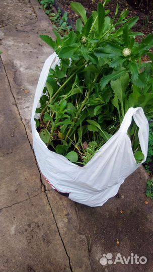 Ромашка садовая (не крупная)