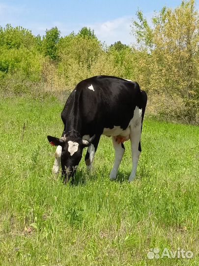 Корова стельная дойная