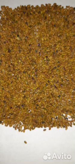 Семена люцерны, клевера, эспарцета, донника, горци