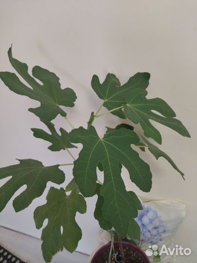 Фикус Карика домашний 300