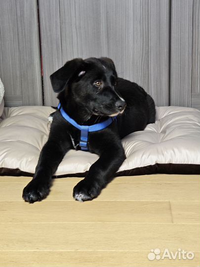 Щенок 4 месяца в добрые руки