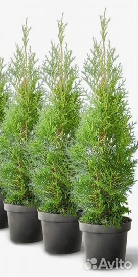 Туя западная смарагд