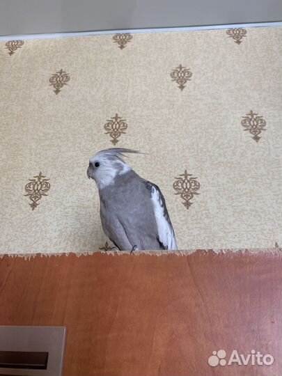 Попугай корелла с клеткой