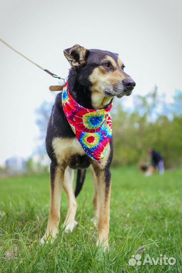 Метис овчарки в семью