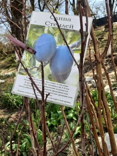 Участок 5,2 сот. (ИЖС)