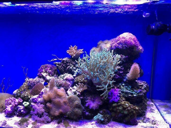 Чистка аквариумов, лечение рыбы, обслуживание