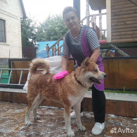 Стрижка собак и кошек/груминг