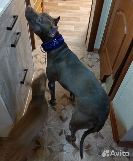 Питбуль вязка