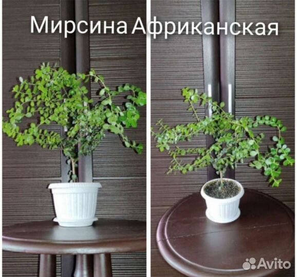 Гардении сортовые. Жасмин Гранд Дюк и др