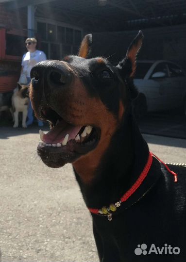 Оберег для животных