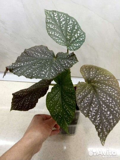 Бегонии, фиалки, пеперомии