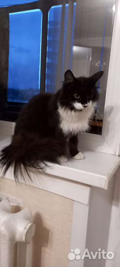 Кошка в дар бесплатно