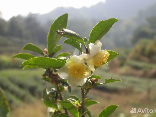 Саженцы чай, чай растение, tea, чай Адыгейский купить в Санкт ...