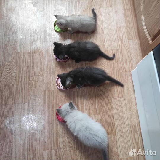 Котята в добрые руки