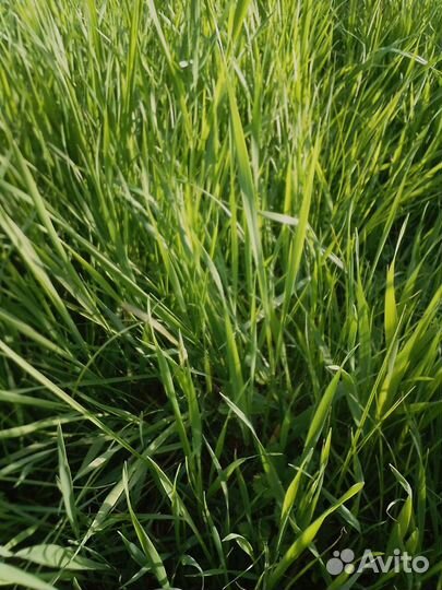 Покос травы