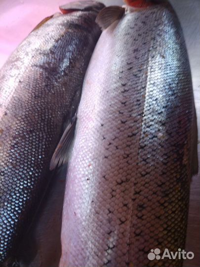 Лосось Атлантический охлаждённый