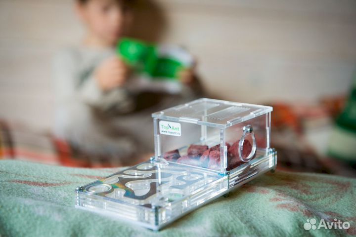 Муравьиная ферма