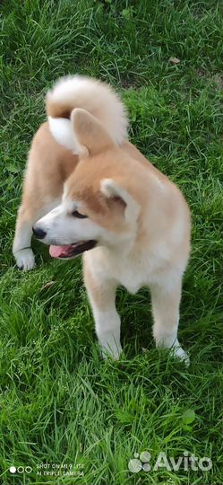 Щенки Акита ину