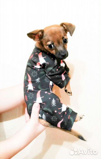 Одежда для собаки