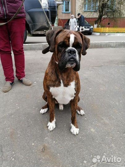 Боксер кобель вязка