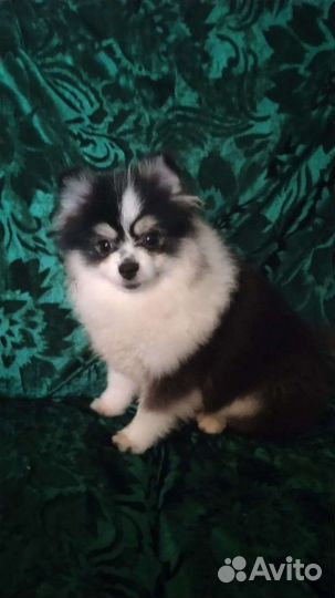 Померанский шпиц