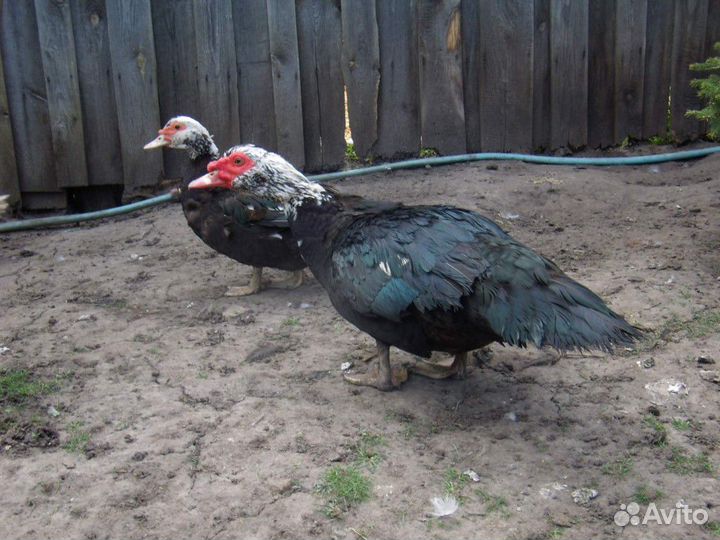 Индоутки на племя в Лобне