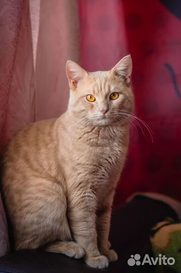 Кот палевый